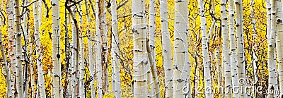 White Aspen Tree Trunks Stock Photo