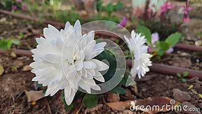 White aster flowers grow in the garden on the ground, watering rubber hose Stock Photo