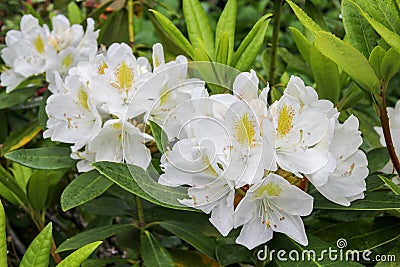 White azalea rhododendron Stock Photo