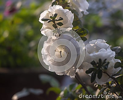 White Azalea flowers Stock Photo