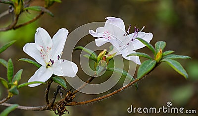 White azalea flowers white rhododendron on bush with evergreen leaves in spring Arboretum Park Southern Cultures Stock Photo