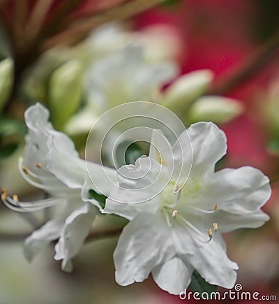 White Azalea Wildflowers Stock Photo