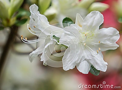 White Azalea Wildflowers Stock Photo
