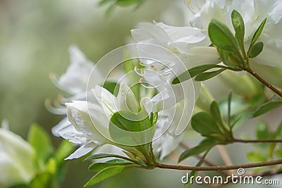 White Azalea Wildflowers Stock Photo