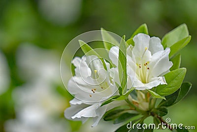 Cluster of White Azalea Wilflowers Stock Photo