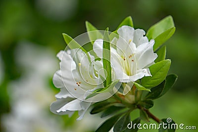 Cluster of White Azalea Wilflowers Stock Photo