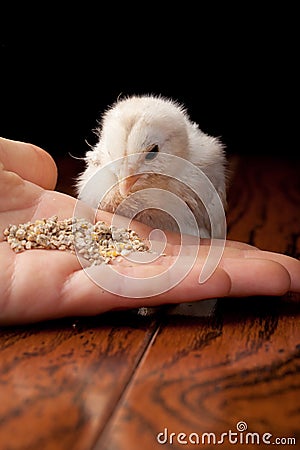 White baby chick eating out of a hand Stock Photo