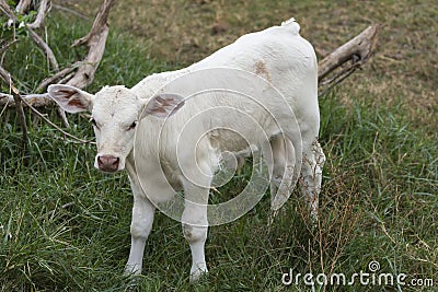 White baby cow or calf stand on green lawn Stock Photo