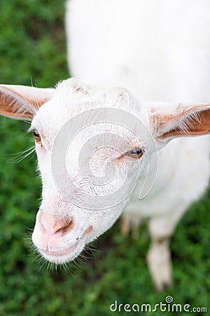 Goat on grass Stock Photo