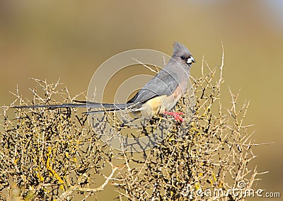 White Backed Mousebird Stock Photo