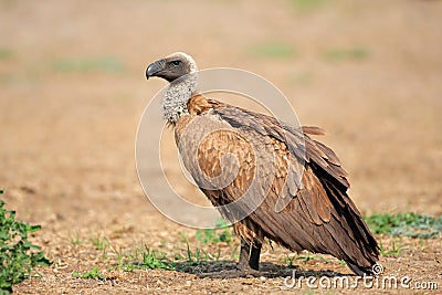 White-backed vulture Stock Photo