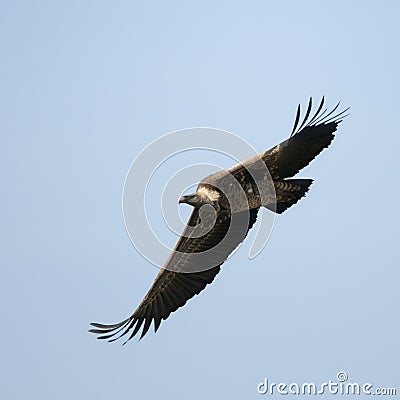 White-backed Vulture flying in Serengeti Stock Photo