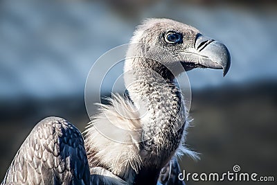 White-Backed Vulture, Gyps Africanus Stock Photo