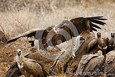 The white-backed vulture ,Gyps africanus, fighting for the carcasses.Typical behavior of bird scavengers around carcass, rare Stock Photo