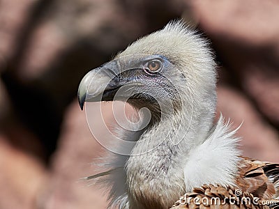 White-backed Vulture Gyps africanus Stock Photo