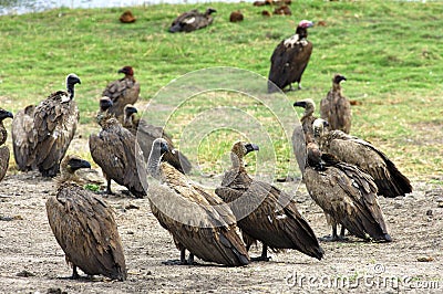 White-backed vultures Stock Photo