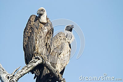 White backed vultures Stock Photo