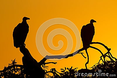 White Backed Vultures (Gyps africanus), South Africa Stock Photo