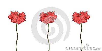 Curb color of poppies on a white background. Stock Photo