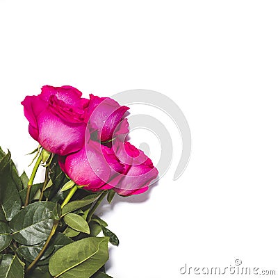 White background with five pink roses bouquet Stock Photo