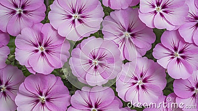 White background highlights striking geranium pelargonium flowers Stock Photo