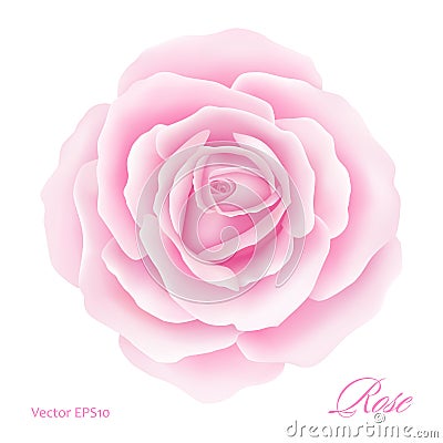 White background with a Pink Rose Flower. Vector illustration Vector Illustration