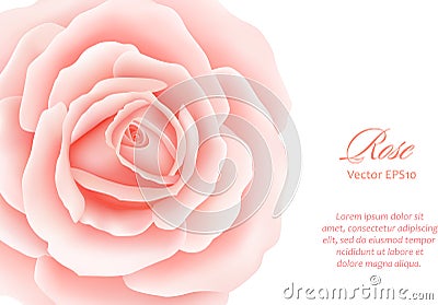 White background with a Pink Rose Flower. Vector illustration Vector Illustration