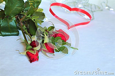 White background with red hearts, roses. The concept of Valentine Day Stock Photo