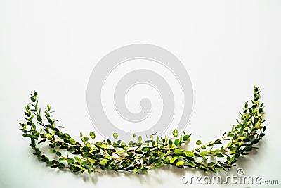 White background with twigs with small leaves. Stock Photo