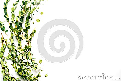 White background with twigs with small leaves. Stock Photo