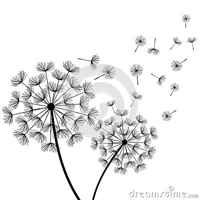 White background with two stylized black dandelions Vector Illustration