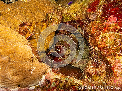 White banded cleaner shrimp, Lysmata amboinensis at a Red Sea coral reef near Hurghada, Egypt Stock Photo