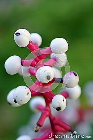 White baneberry Actaea Alba closeup Stock Photo