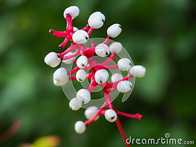 White baneberry Actaea pachypoda berries and stalks Stock Photo