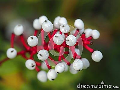 White baneberry Actaea pachypoda berries and stalks Stock Photo