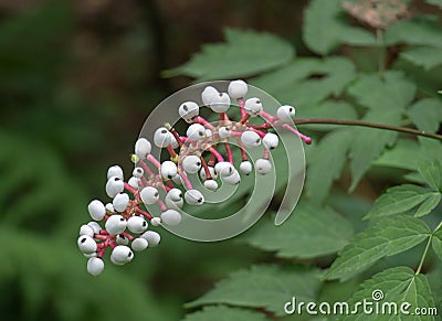 White baneberry plant actaea pachypoda Stock Photo