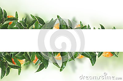 White banner on tangerines green leaves. Fruit concept with mandarin Stock Photo