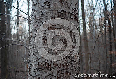 White bark tree trunk carved with lovers` initials in a cold forest. Stock Photo