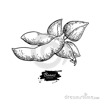 White Bean plant hand drawn vector illustration. Isolated Vegetable engraved style object. Vector Illustration