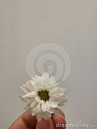 White beautiful amazing and pure flower Stock Photo