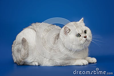 White beautiful British cat on studio background Stock Photo