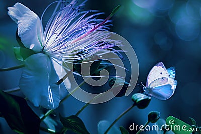 White beautiful butterflies against a background of tropical flowers. Natural summer spring artistic macro image Stock Photo