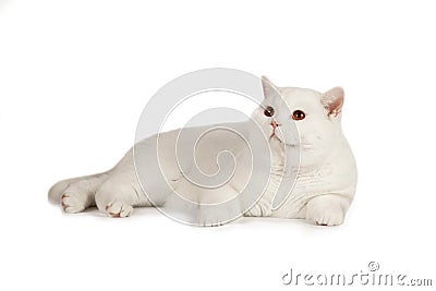 White beautiful cat on a white background Stock Photo