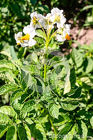 White beautiful flower of blooming potato in the garden Stock Photo