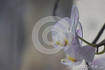 White beautiful flower and curtain Stock Photo