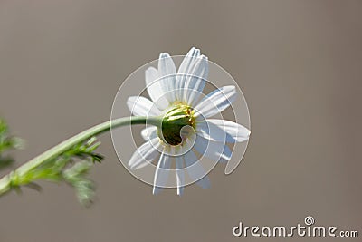 Macro photo of bright summer white chamomile on stem Stock Photo