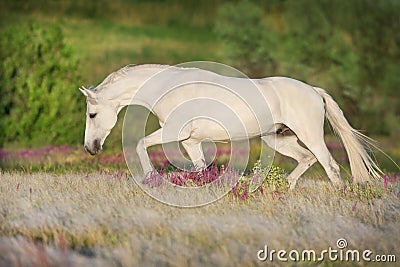 Horse in stipa grass Stock Photo