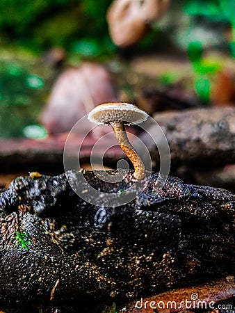 A white beautiful mushroom in the macro world Stock Photo