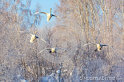 White beautiful whooper swans flying against winter forest. Altai, Russia Stock Photo