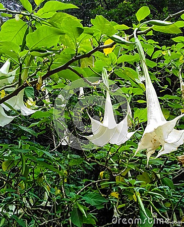 White beauty flowers like an angel frome under Stock Photo